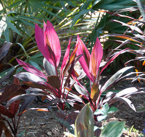 Cordyline fruticosa (ti plant, kī, lā‘ī, tiplant)