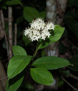 Cornus foemina (swamp dogwood, stiff dogwood)