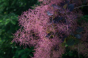Cotinus coggygria (European smoketree, smoke tree, smoke bush, Venetian sumac, Dyer’s sumac)