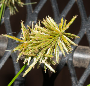 Cyperus strigosus (straw-colored flatsedge, umbrella sedge, false nutsedge, strawcolored flatsedge)