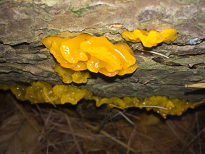 Dacrymyces cokeri (orange jelly fungus)