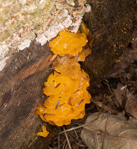 Dacryopinax spathularia (fan-shaped jelly fungus)