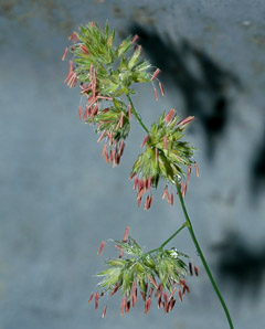 Dactylis glomerata (orchardgrass)