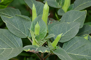 Datura wrightii (angel’s trumpet, sacred thorn-apple, sacred datura, western jimson weed, belladonna, toloache, Jimsonweed, thorn-apple, angel trumpet)