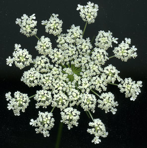 Daucus carota (Queen Anne’s lace, wild carrot, bird’s nest, bishop’s lace)