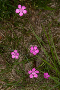 Dianthus deltoides (maiden pink)
