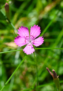 Dianthus deltoides (maiden pink)