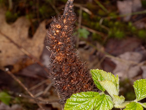 Diastrophus turgidus