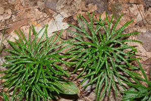 Diphasium anceps (ground cedar, northern brown cedar, flat-branched club moss, groundcedar)