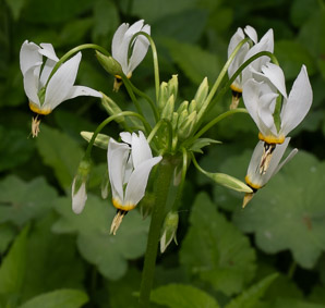 Dodecatheon meadia (eastern shooting star, pride of Ohio)