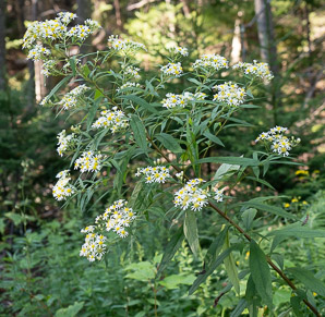 Doellingeria umbellata (flat-topped white aster, umbellate aster, parasol whitetop, tall flat-topped white aster)