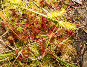 Drosera rotundifolia (common sundew, roundleaf sundew)
