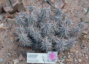 Echinocereus brandegeei (strawberry hedgehog)