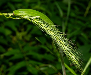 Elymus macgregorii (MacGregor’s wildrye, early wildrye)