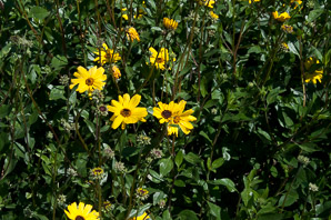 Encelia californica (bush sunflower, California brittlebush)