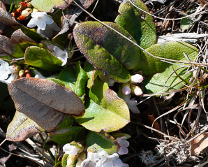 Epigaea repens (trailing arbutus)