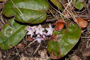 Epigaea repens (trailing arbutus)