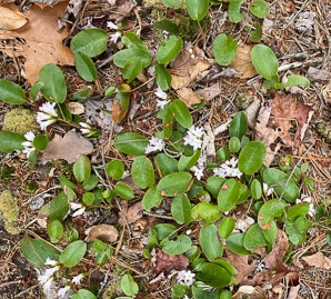 Epigaea repens (trailing arbutus)