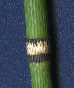 Equisetum L. (horsetail)