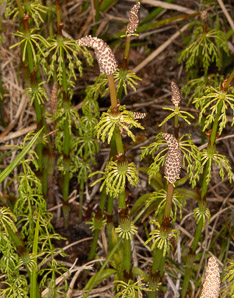 Equisetum pratense (meadow horsetail)