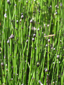 Equisetum variegatum (variegated horsetail, variegated scouring-rush, variegated scouringrush)