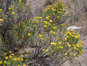 Ericameria linearifolia (goldenbush, interior goldenbush, narrowleaf goldenbush)