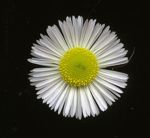 Erigeron annuus (daisy fleabane, rough fleabane, eastern daisy fleabane)