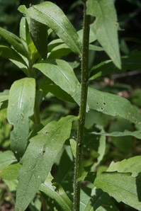 Erigeron annuus (daisy fleabane, rough fleabane, eastern daisy fleabane)