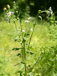 Erigeron annuus (daisy fleabane, rough fleabane, eastern daisy fleabane)