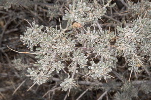 Eriogonum fasciculatum (California buckwheat, Eastern mojave buckwheat)