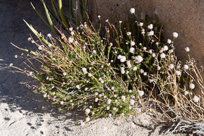 Eriogonum fasciculatum (California buckwheat, Eastern mojave buckwheat)
