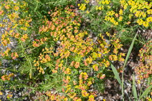 Euphorbia cyparissias (cypress spurge, spurge)