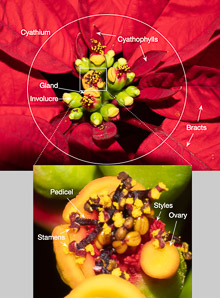 Euphorbia pulcherrima (poinsettia)
