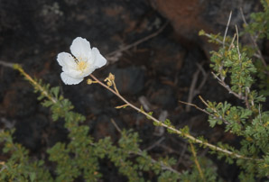 Fallugia paradoxa (apache plume)