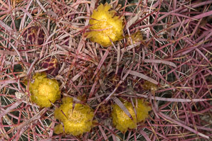 Ferocactus cylindraceus (compass barrel, fishhook cactus, barrel cactus, California barrel cactus, biznaga, cliff barrel cactus, compass cactus, desert barrel cactus, golden-spined barrel cactus, le conte barrel cactus, spiny barrel cactus)