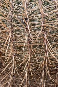 Ferocactus cylindraceus (compass barrel, fishhook cactus, barrel cactus, California barrel cactus, biznaga, cliff barrel cactus, compass cactus, desert barrel cactus, golden-spined barrel cactus, le conte barrel cactus, spiny barrel cactus)