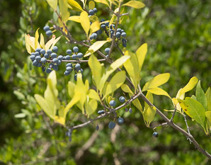 Forestiera pubescens (stretchberry, desert olive, tanglewood, devil’s elbow, elbow bush, spring goldenglow, spring herald, New Mexico privet, Texas forsythia)