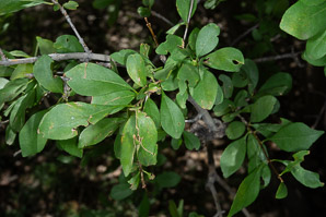 Forestiera pubescens (New Mexico privet, desert olive, stretchberry)