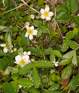 Fragaria virginiana (common strawberry, Virginia strawberry, wild strawberry, strawberry)