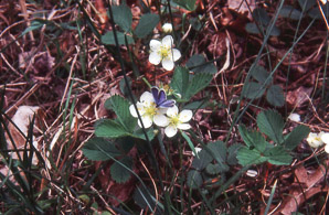 Fragaria virginiana (common strawberry, Virginia strawberry, wild strawberry, strawberry)