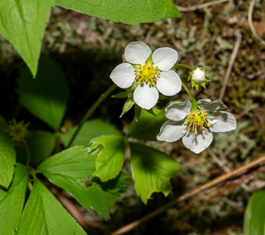 Fragaria virginiana (common strawberry, Virginia strawberry, wild strawberry, strawberry)