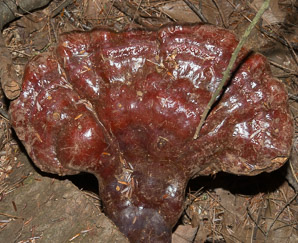 Ganoderma tsugae (reishi, Ling-Chi)