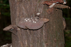 Ganoderma tsugae (reishi, Ling-Chi)