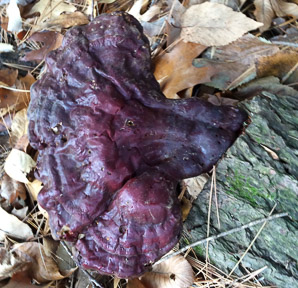 Ganoderma tsugae (reishi, Ling-Chi)