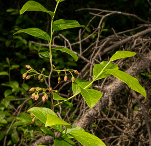 Gaylussacia baccata (black huckleberry, common huckleberry)