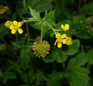 Geum aleppicum (yellow avens, common avens)