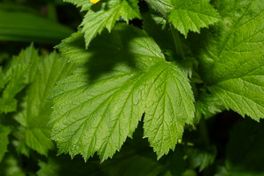 Geum macrophyllum (largeleaf avens, big-leaved avens)