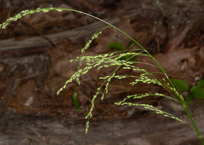 Glyceria striata (fowl manna grass, fowl mannagrass)