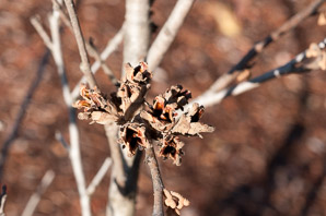 Hamamelis virginiana (witch-hazel, American witchhazel, winterbloom, witch hazel)