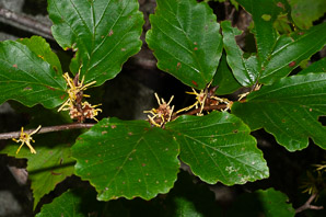 Hamamelis virginiana (witch-hazel, American witchhazel, winterbloom, witch hazel)